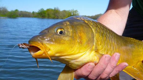 Carp fishing_thumb.jpg